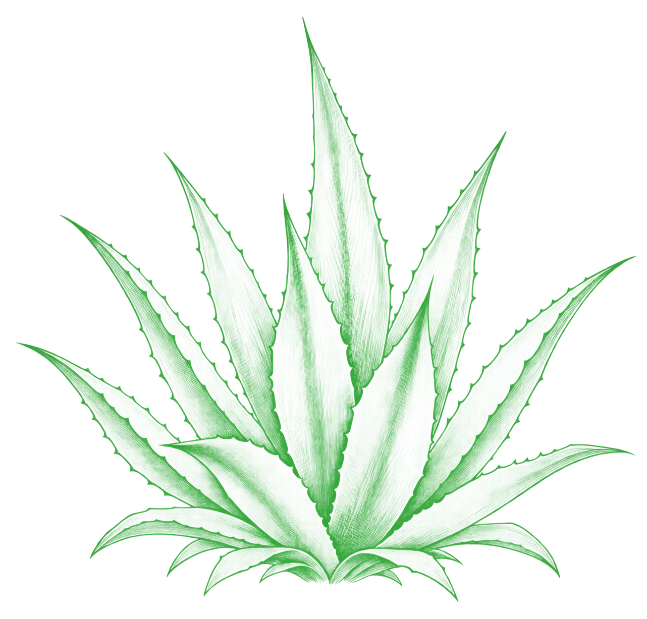 Agave Espadín