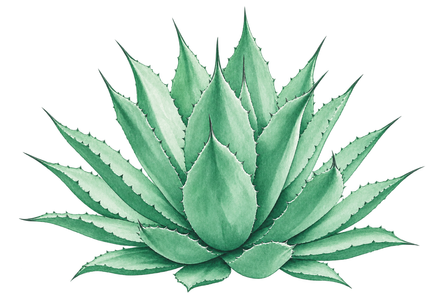 Agave Tobalá