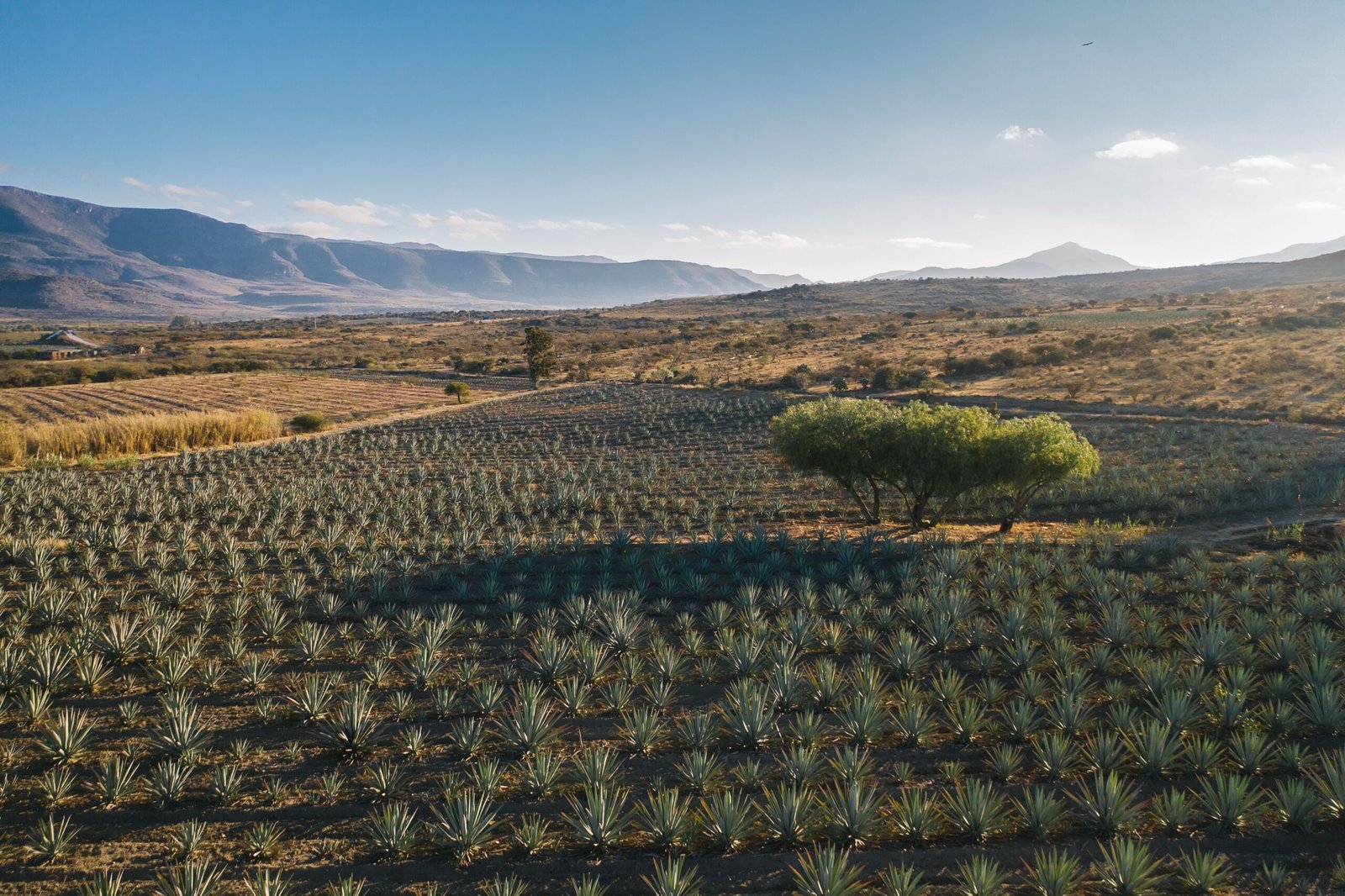 Proceso artesanal de Mezcal SIE7E DESEOS